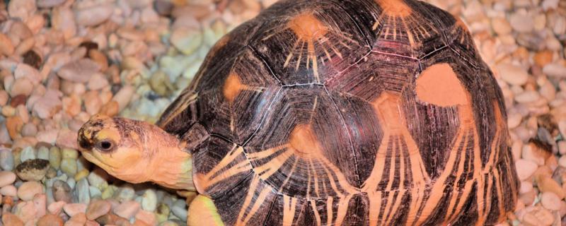 Tortoise got supercilious discharge how to do, how to prevent supercilious discharge