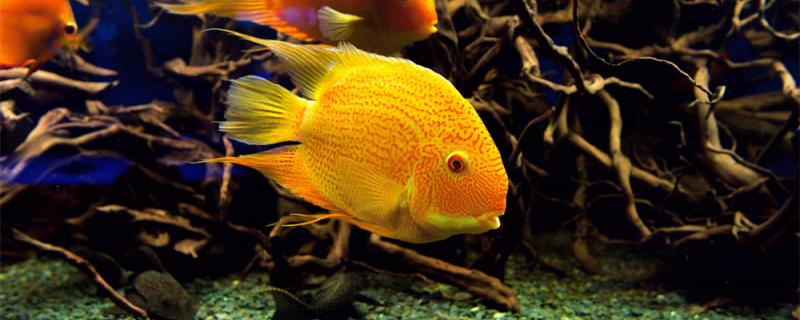 How does indigestion of tropical fish do? Why can the fish not eat a thing?