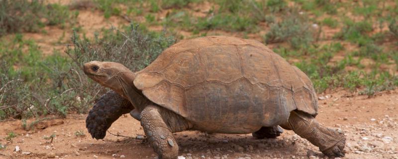 How often does the tortoise change the water? How does the tortoise change the water