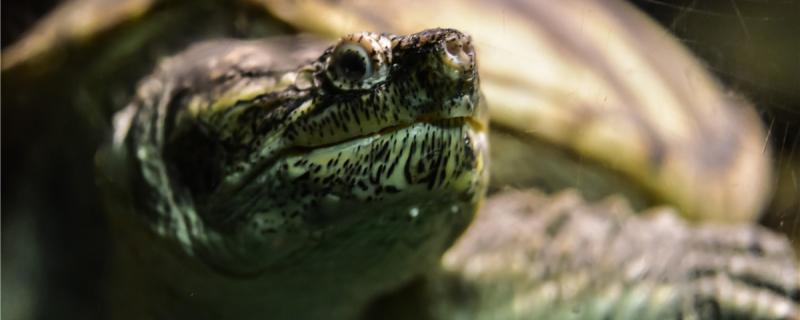 乌龟可以吃草莓吗乌龟可以吃什么 祥龙赫舞红龙鱼