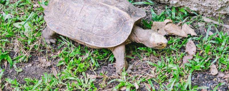 Can the tortoise be disinfected with salt water? How to disinfect the tortoise