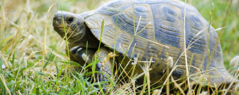 Can the tortoise eat bread? What should the tortoise eat?