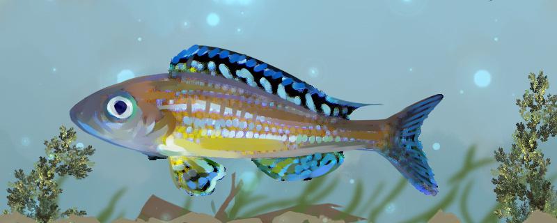 Is sunflower angel fish easy to raise? How to raise it?