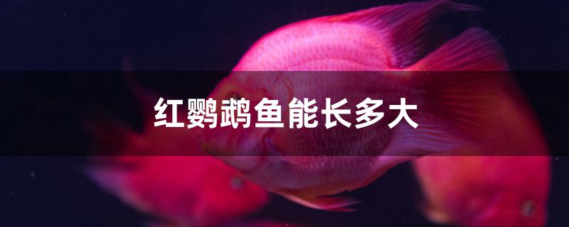 红鹦鹉鱼能长多大 鹦鹉鱼