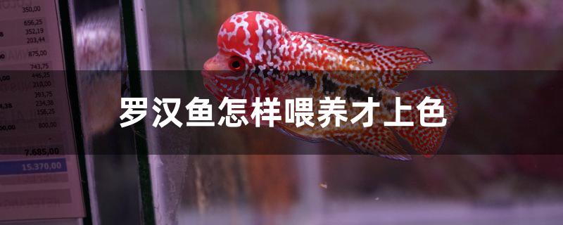 羅漢魚怎樣喂養(yǎng)才上色 網(wǎng)上購買觀賞魚