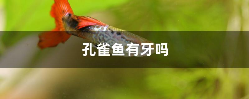 孔雀魚有牙嗎 白寫錦鯉魚