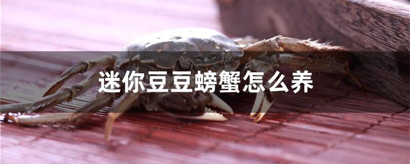 迷你豆豆螃蟹怎么养