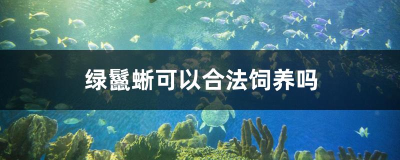绿鬣蜥可以合法饲养吗