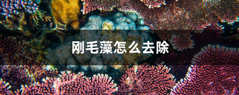 刚毛藻怎么去除