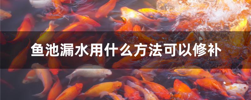 魚(yú)池漏水用什么方法可以修補(bǔ) 赤荔鳳冠魚(yú)