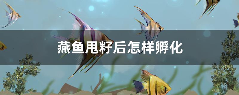 燕鱼甩籽后怎样孵化