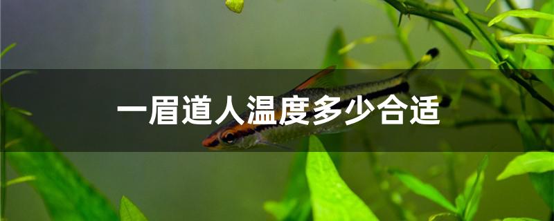 一眉道人溫度多少合適 球鯊魚