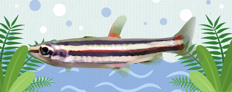小型红铅笔鱼好养吗，怎么养