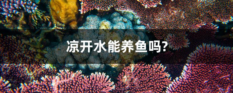 涼開水能養(yǎng)魚嗎？ 量子養(yǎng)魚技術