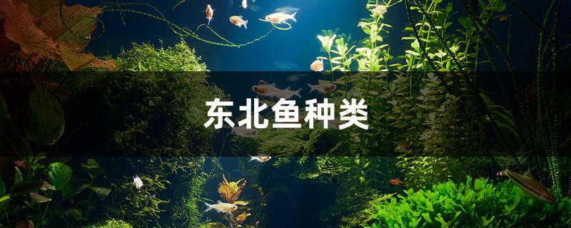 东北鱼种类有哪些