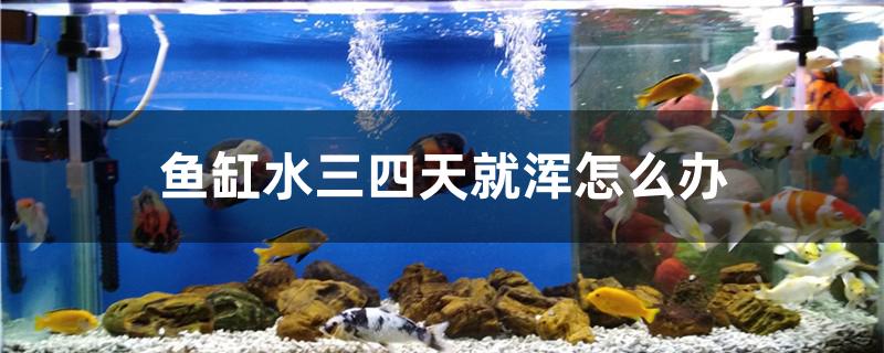 魚缸水三四天就渾怎么辦 黑白雙星魚