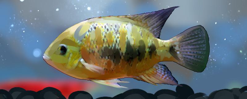 Is the new gold ingot cichlid easy to raise? How to raise it?