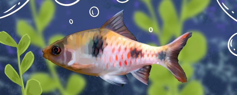 Is the panda crucian carp easy to raise? How to raise it?