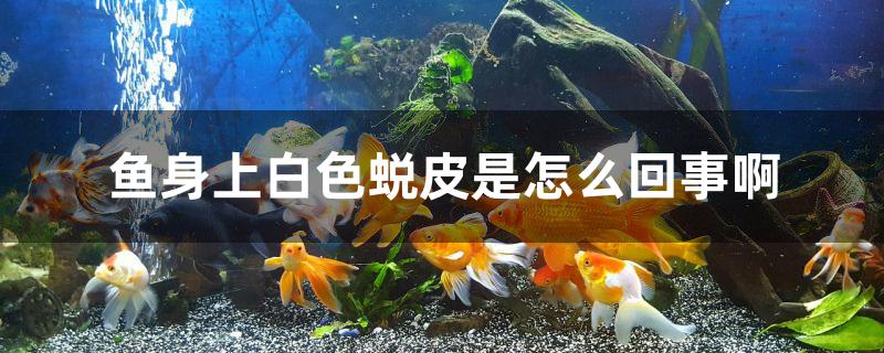 鱼身上白色蜕皮是怎么回事啊 白子红龙鱼