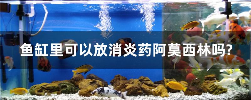 鱼缸里可以放消炎药阿莫西林吗?