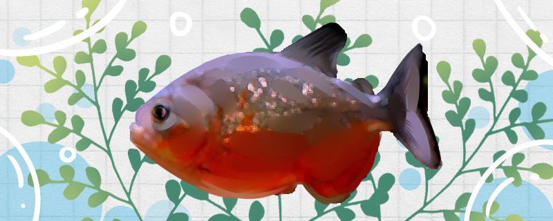 Is the carmine piranha easy to raise? How to raise it?