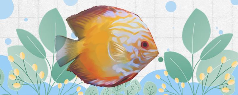 Is the colorful angelfish easy to raise? How to raise it?