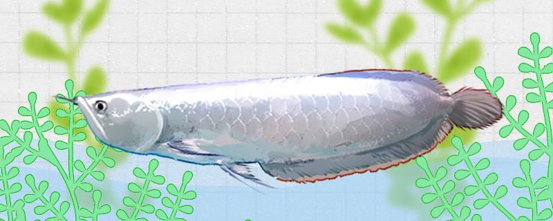 Is pearl arowana easy to raise? How to raise it?