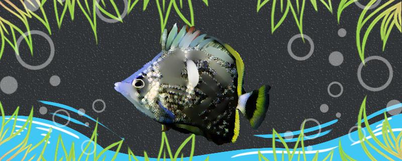 Is wrought iron butterfly fish easy to raise? How to raise it?