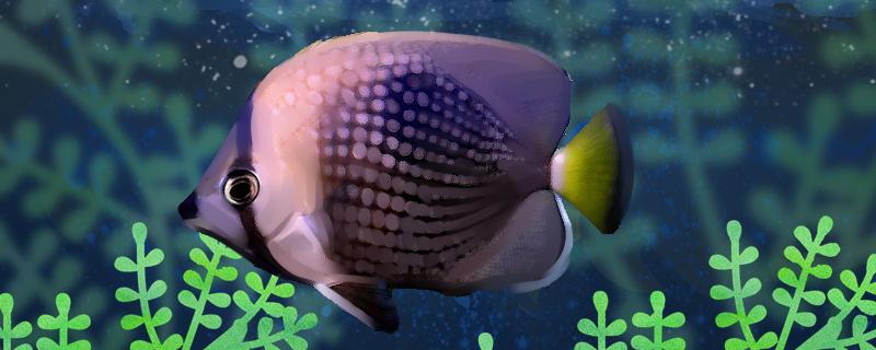 Is Tahitian butterfly fish easy to raise? How to raise it?