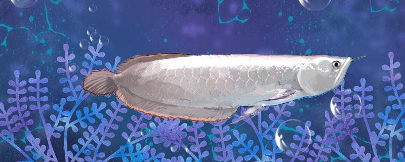 Is Asian silver arowana easy to raise? How to raise it?