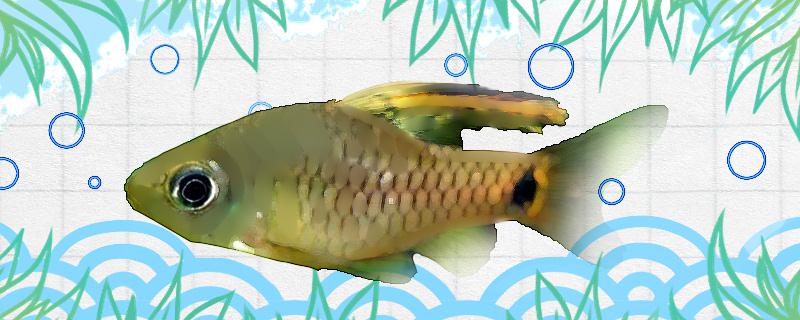 Is Indian big sail crucian carp easy to raise? How to raise it?