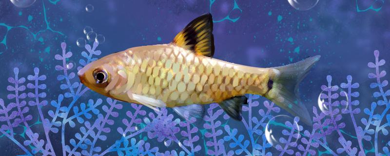 Is it easy to raise small Indian fish? How to raise them?