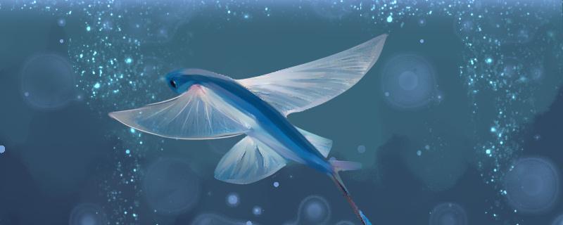 Is the flying fish easy to raise? How to raise it?