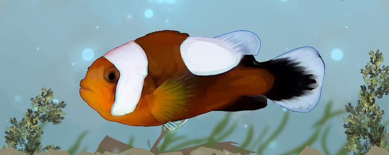 鞍背小丑鱼好养吗，怎么养