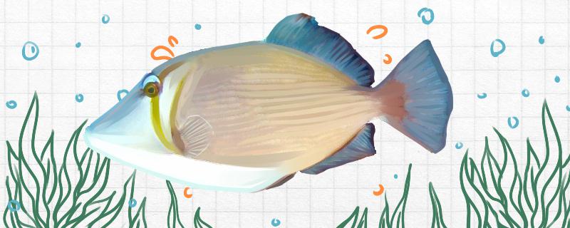 Is the white line cannonball fish easy to raise? How to raise it?