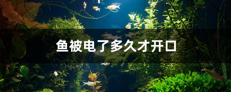 鱼被电了多久才开口 祥龙水族医院