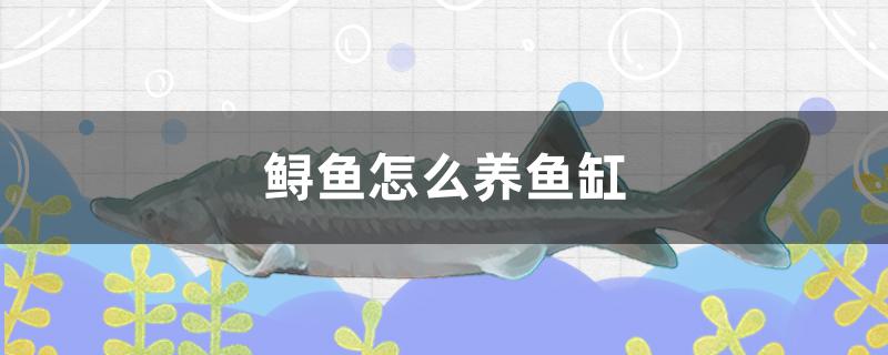 鲟鱼怎么养鱼缸