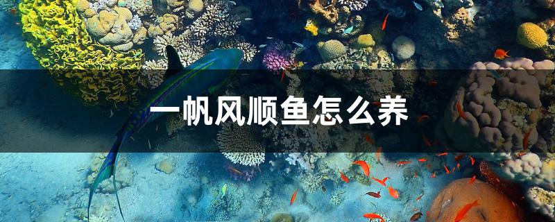 一帆風(fēng)順魚怎么養(yǎng) 噴點菠蘿魚