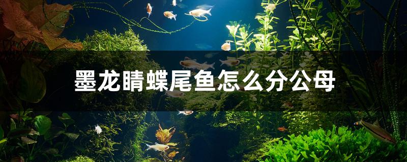 墨龙睛蝶尾鱼怎么分公母 龙鱼芯片扫码器