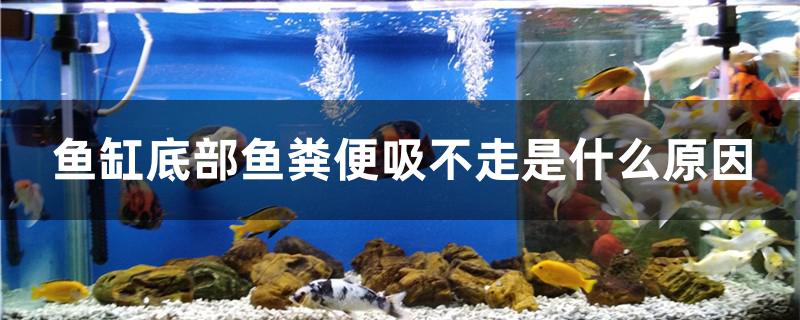 魚缸底部魚糞便吸不走是什么原因 潛水艇魚