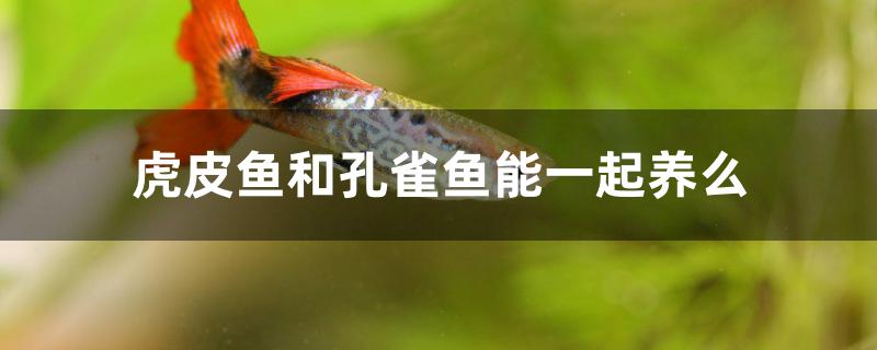 虎皮魚和孔雀魚能一起養(yǎng)么