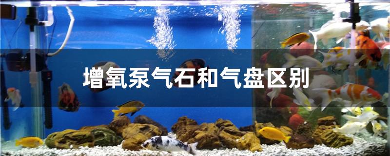 增氧泵气石和气盘区别 祥龙金禾金龙鱼