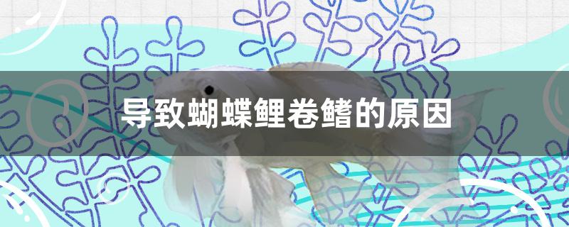 导致蝴蝶鲤卷鳍的原因