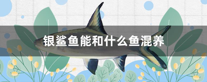 银鲨鱼能和什么鱼混养