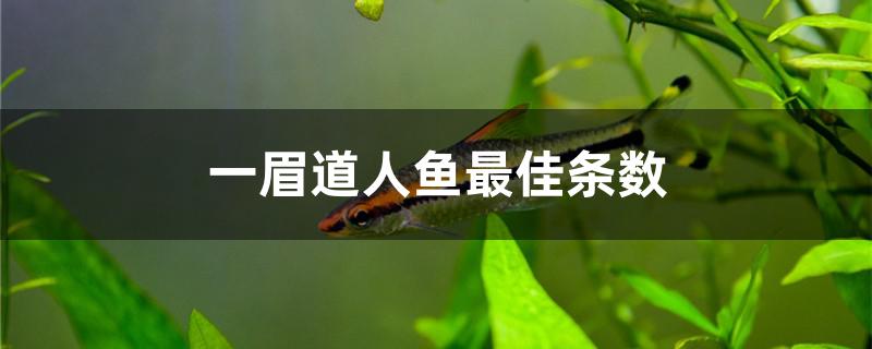 一眉道人魚最佳條數