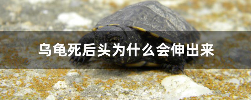 乌龟死后头为什么会伸出来