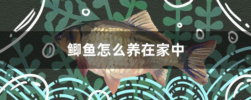 鯽魚(yú)怎么養(yǎng)在家中 祥龍水族醫(yī)院