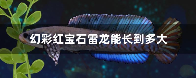 幻彩红宝石雷龙能长到多大