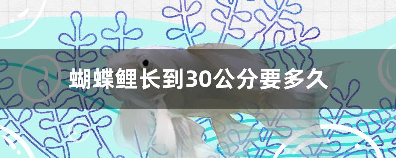 蝴蝶鲤长到30公分要多久