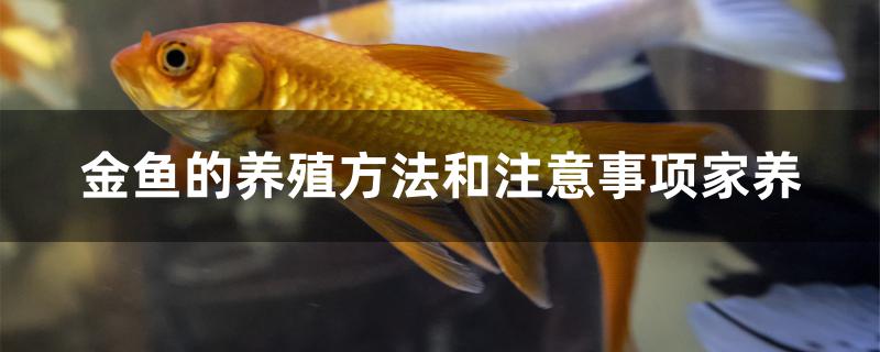 金魚養殖方法